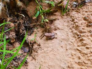 wslickhorn-2015-day4-9  Red-spotted Toad.jpg (463645 bytes)